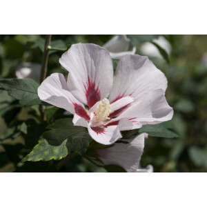 Hibiscus syriacus Hamabo 3 L 40-  60