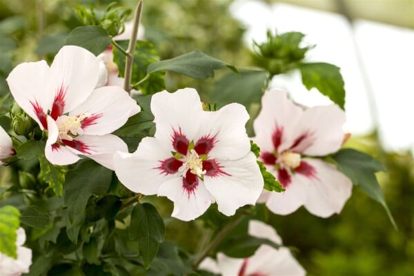 Hibiscus syriacus Hamabo Stammhöhe 80 cm + Krone