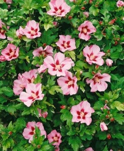 Hibiscus syriacus Hamabo Stammhöhe 80 cm + Krone