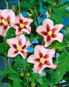 Hibiscus syriacus Hamabo Stammhöhe 80 cm + Krone