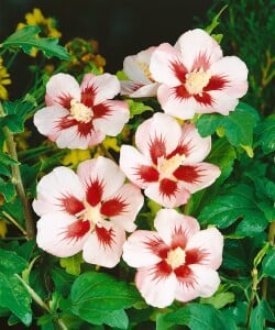 Hibiscus syriacus Hamabo Stammhöhe 80 cm + Krone