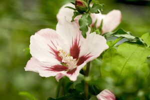 Hibiscus syriacus Hamabo Stammhöhe 80 cm + Krone