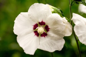 Hibiscus syriacus Hamabo Stammhöhe 80 cm + Krone