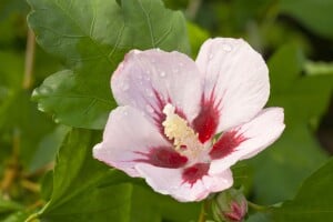 Hibiscus syriacus Hamabo Stammhöhe 80 cm + Krone