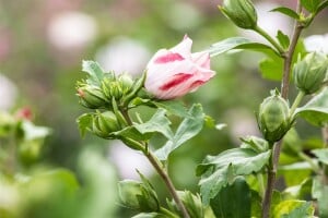 Hibiscus syriacus Hamabo Stammhöhe 80 cm + Krone