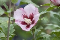 Hibiscus syriacus Hamabo Stammhöhe 80 cm + Krone