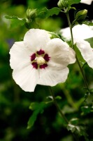 Hibiscus syriacus Hamabo Stammhöhe 80 cm + Krone