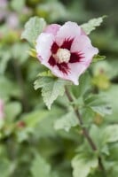 Hibiscus syriacus Hamabo Stammhöhe 80 cm + Krone