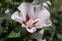 Hibiscus syriacus Hamabo Stammhöhe 80 cm + Krone