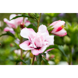 Hibiscus syriacus Lady Stanley 3 L 40-  60