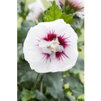 Hibiscus syriacus Lady Stanley 3 L 40-  60