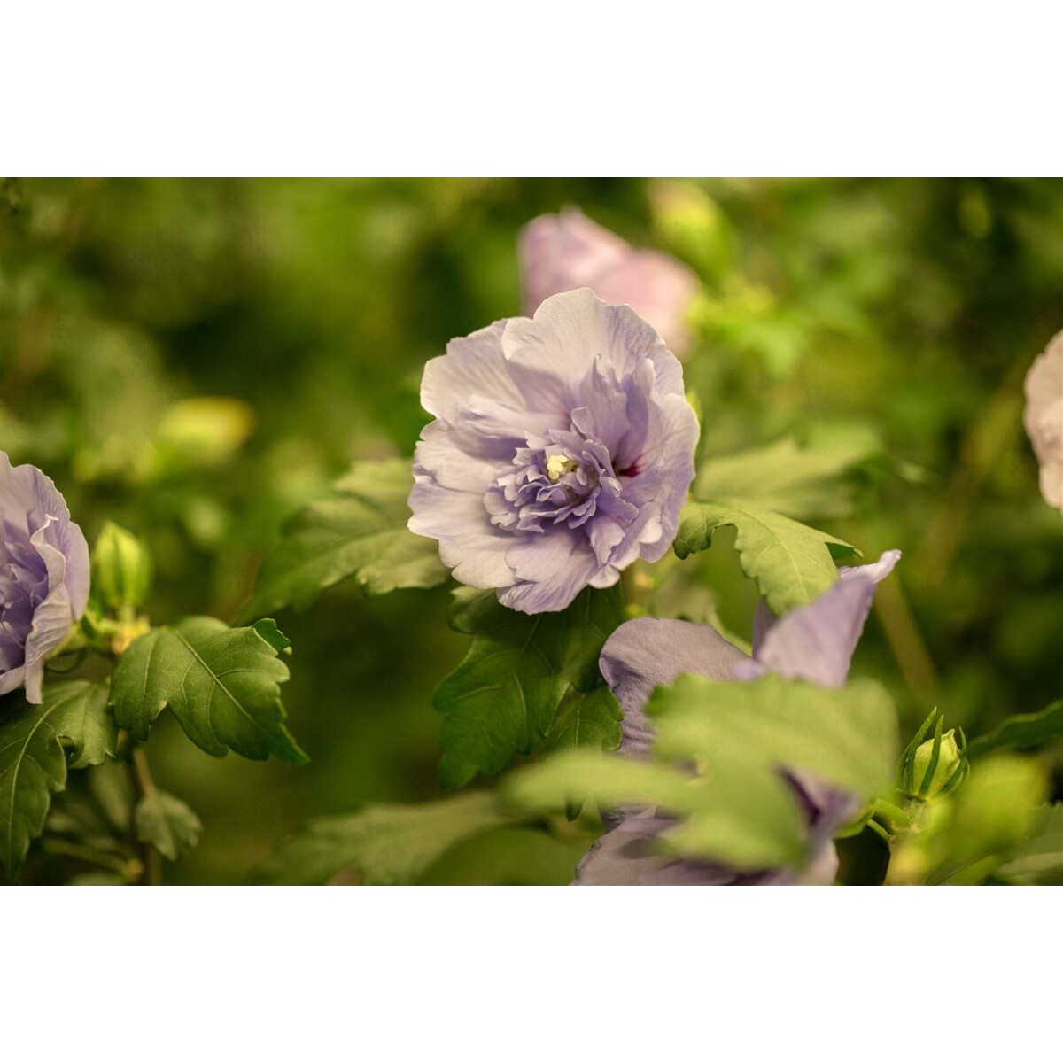 Hibiscus syriacus Lavender Chiffon  -R- 3 L 40-  60
