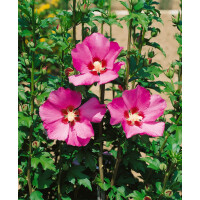 Hibiscus syriacus Maike 3 L 40-  50