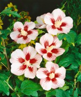 Hibiscus syriacus Mathilda C 4 60-  80