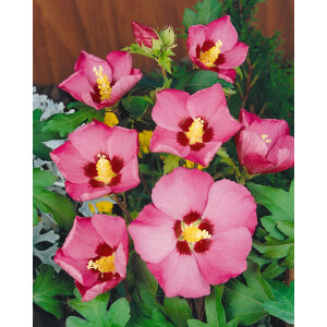 Hibiscus syriacus Pink Giant  -R- C 4 60-  80