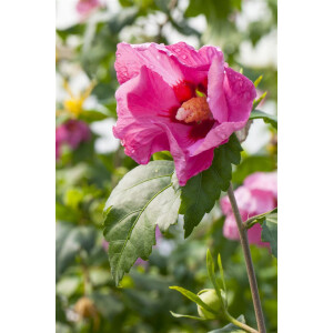 Hibiscus syriacus Pink Giant  -R- Stammhöhe 80 cm +...