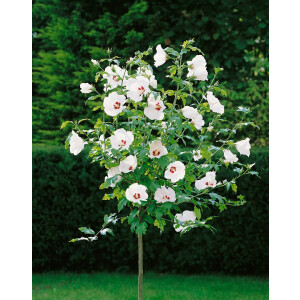 Hibiscus syriacus Red Heart 3 L 40-  60