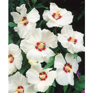 Hibiscus syriacus Red Heart 3 L 40-  60