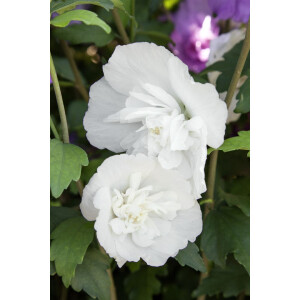 Hibiscus syriacus White Chiffon  -R- 3 L 40-  60