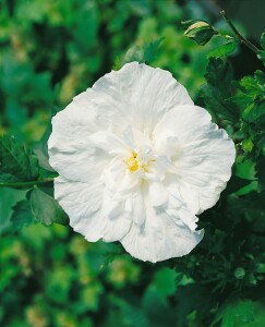 Hibiscus syriacus White Chiffon  -R- 3 L 40-  60