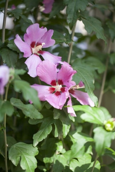 Hibiscus syriacus Woodbridge 3 L 40-  60