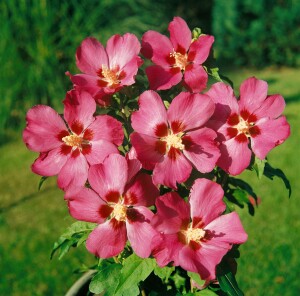 Hibiscus syriacus Woodbridge 3 L 40-  60