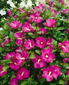 Hibiscus syriacus Woodbridge 3 L 40-  60