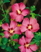 Hibiscus syriacus Woodbridge 3 L 40-  60