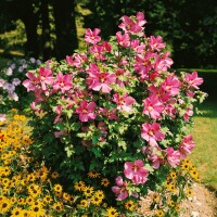 Hibiscus syriacus Woodbridge 3 L 40-  60