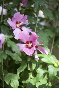 Hibiscus syriacus Woodbridge Stammhöhe 80 cm + Krone