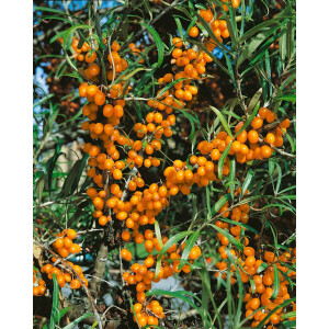 Hippophae rhamnoides Friesdorfer Orange 3L 40-  60