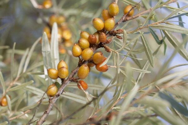 Hippophae rhamnoides Vitaminhochzeit 40-60