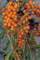 Hippophae rhamnoides Vitaminhochzeit 40-60