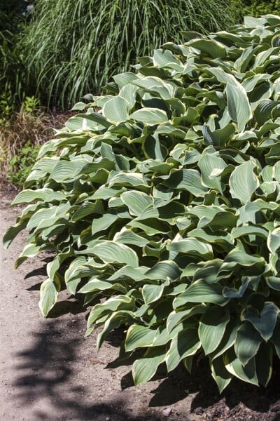 Hosta Francee 5L  60-