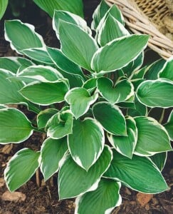 Hosta Francee 5L  60-