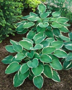 Hosta Francee 5L  60-