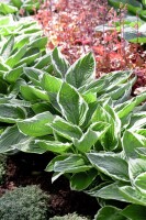 Hosta Francee 5L  60-