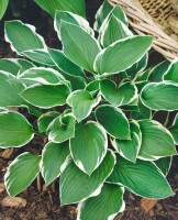 Hosta Francee 5L  60-