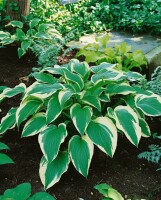 Hosta Francee 5L  60-