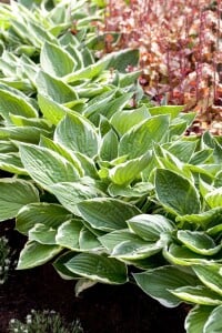 Hosta Patriot 2L 60-