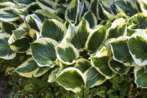 Hosta Patriot 2L 60-