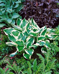 Hosta Patriot 2L 60-