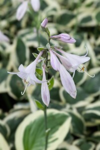 Hosta Patriot 2L 60-