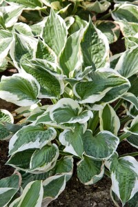 Hosta Patriot 2L 60-