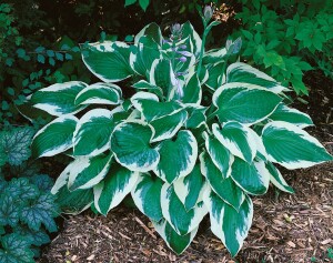 Hosta Patriot 2L 60-