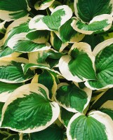 Hosta Patriot 2L 60-