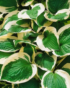 Hosta Patriot 5L 60-