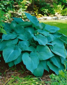 Hosta sieboldiana Blue Angel C 1 60-