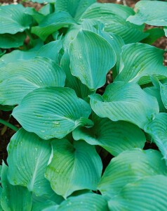 Hosta sieboldiana Blue Angel C 1 60-