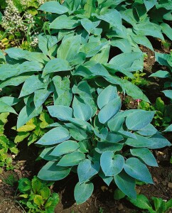 Hosta sieboldiana Blue Angel C 1 60-